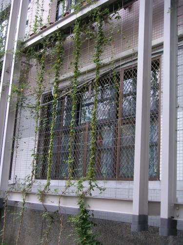 宜蘭某國小固定於牆面的綠化植物攀爬支撐架